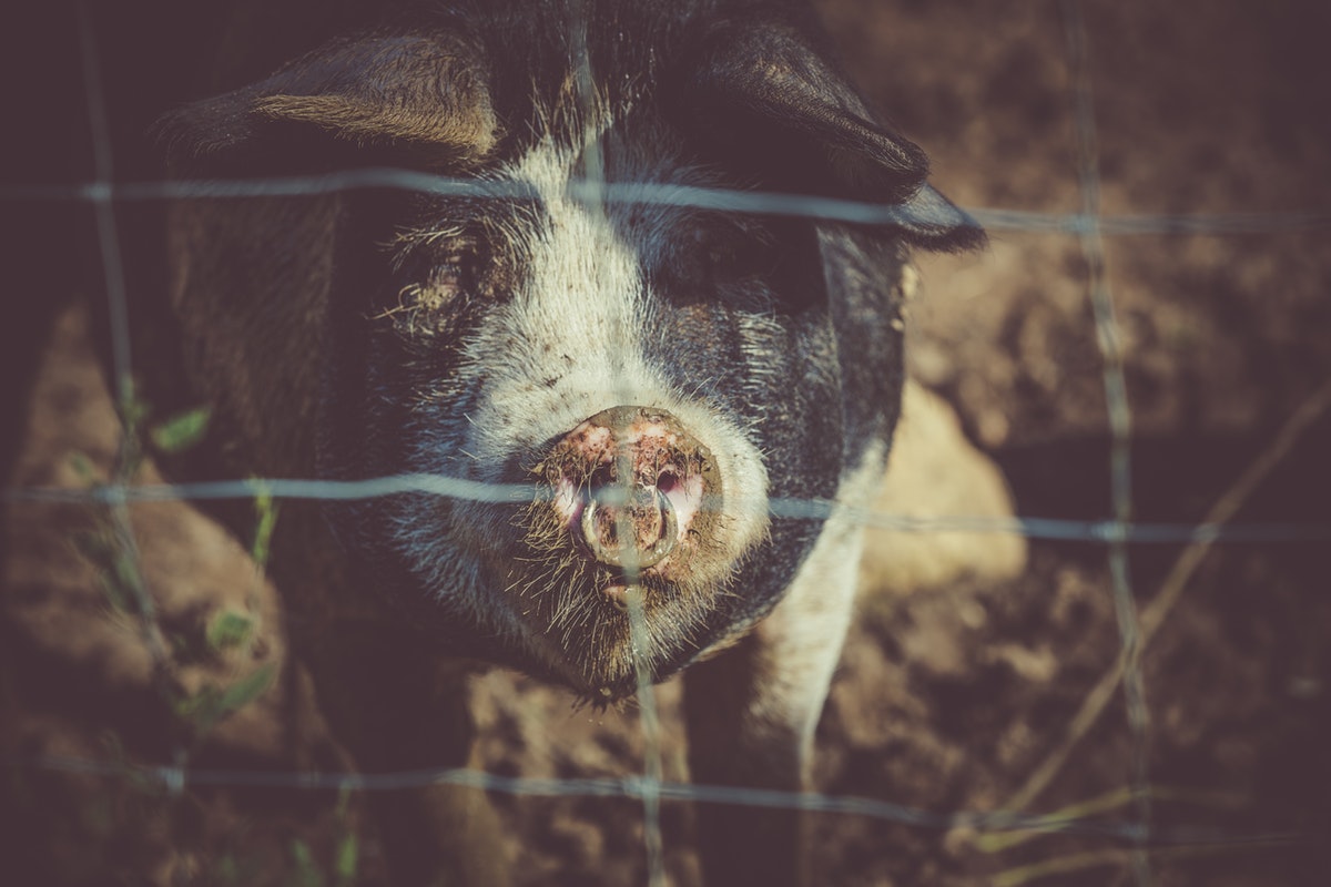 what the Bible says about eating pork