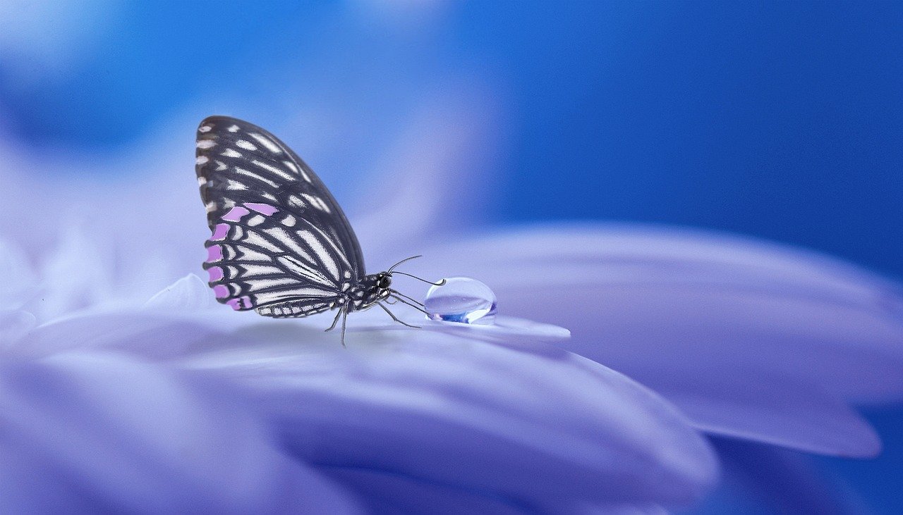 Butterflies And Christian Transformation