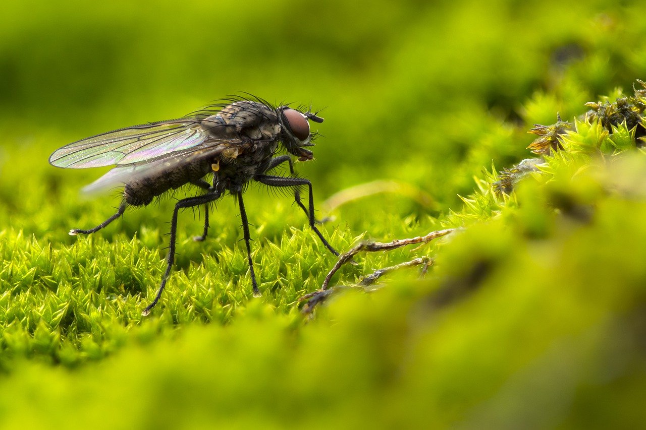 What Does Flies Symbolize In The Bible