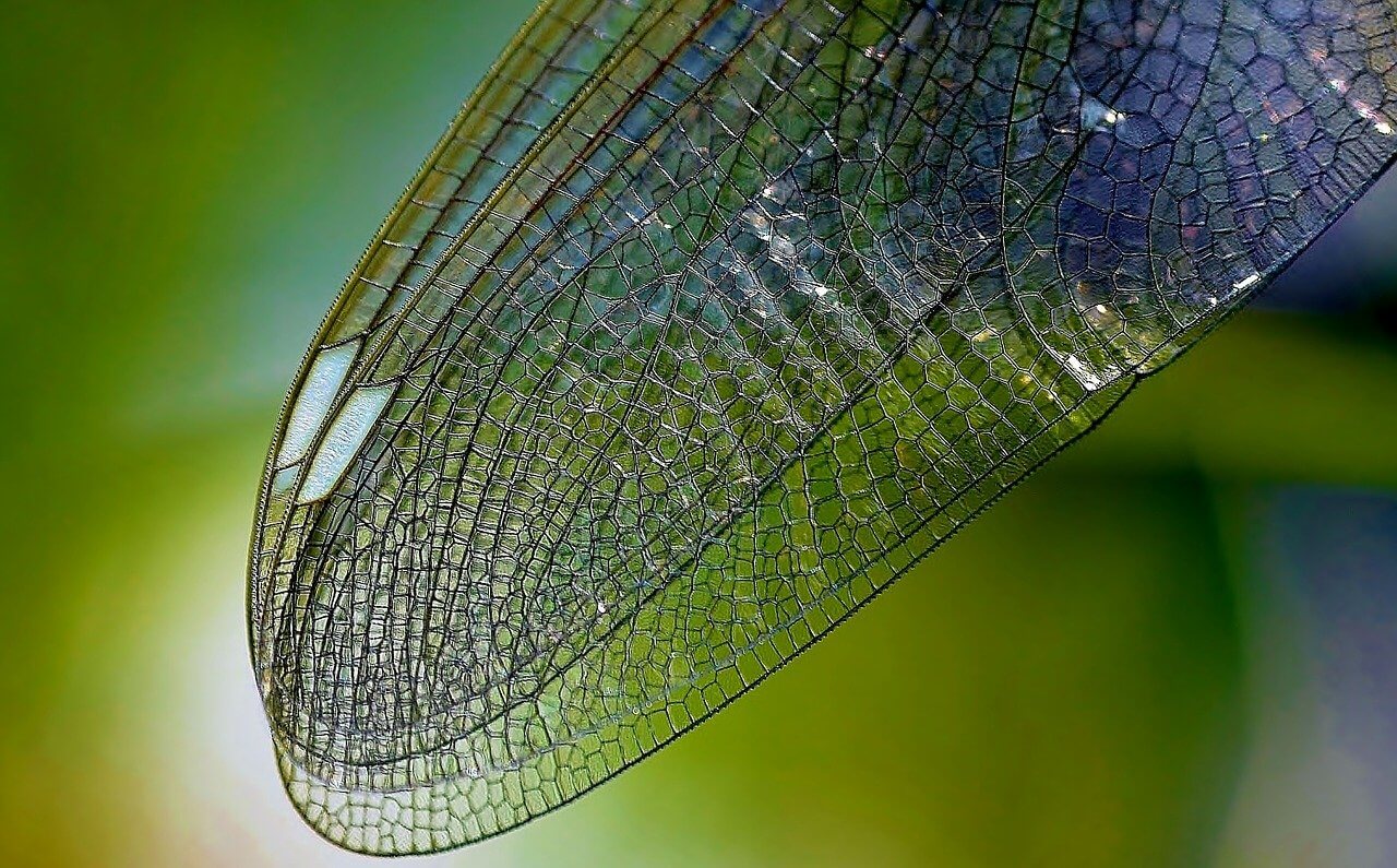 what does a dragonfly symbolize in the Bible