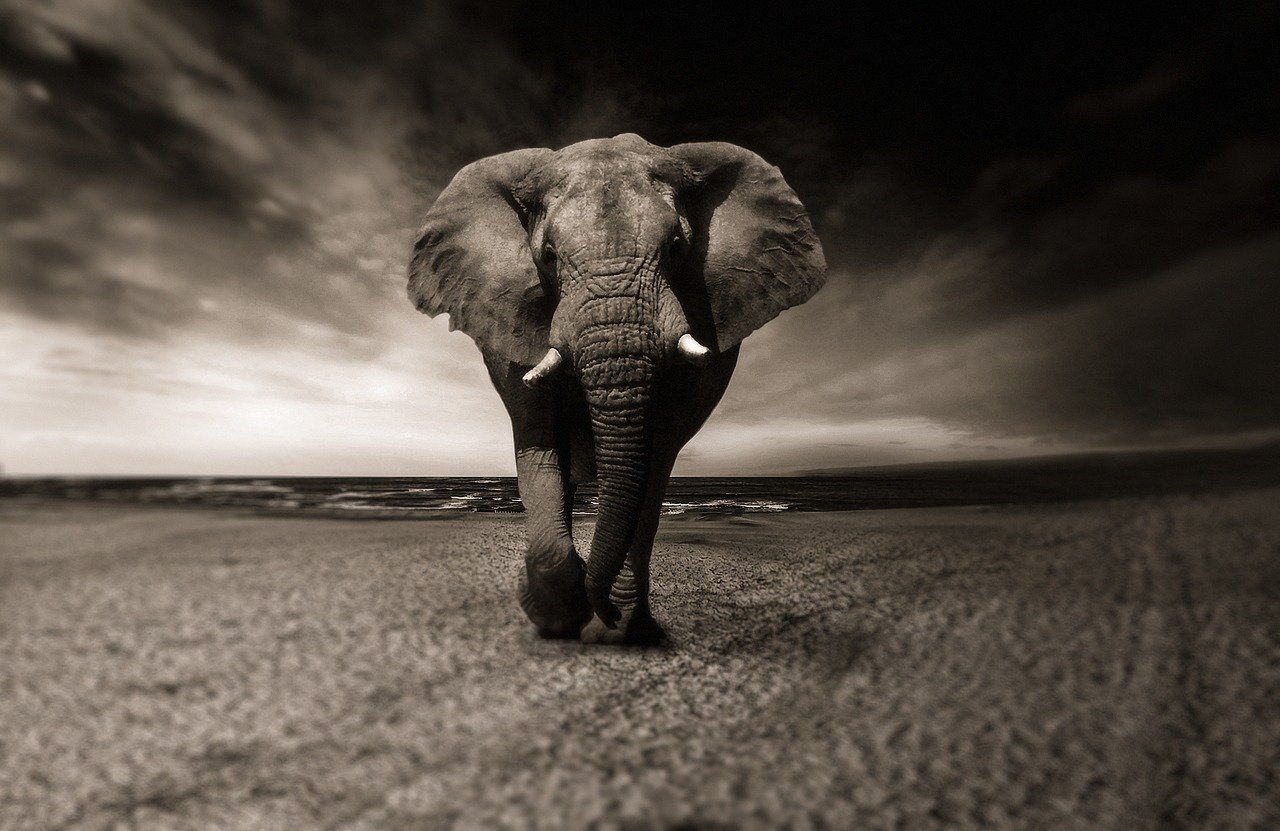 elephant-symbolism-meaning-spirit-totem-power-animal-elephant