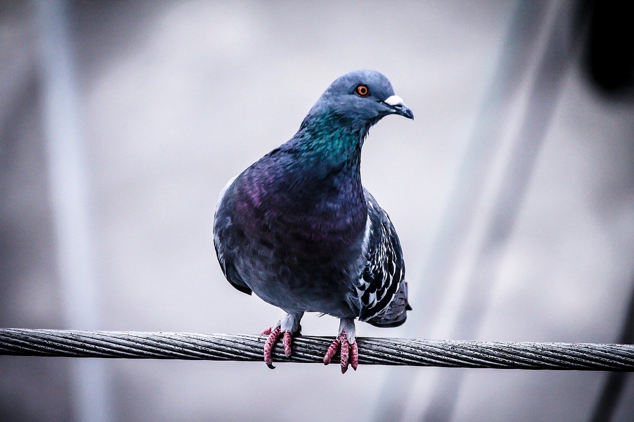 what do pigeons symbolize in the bible
