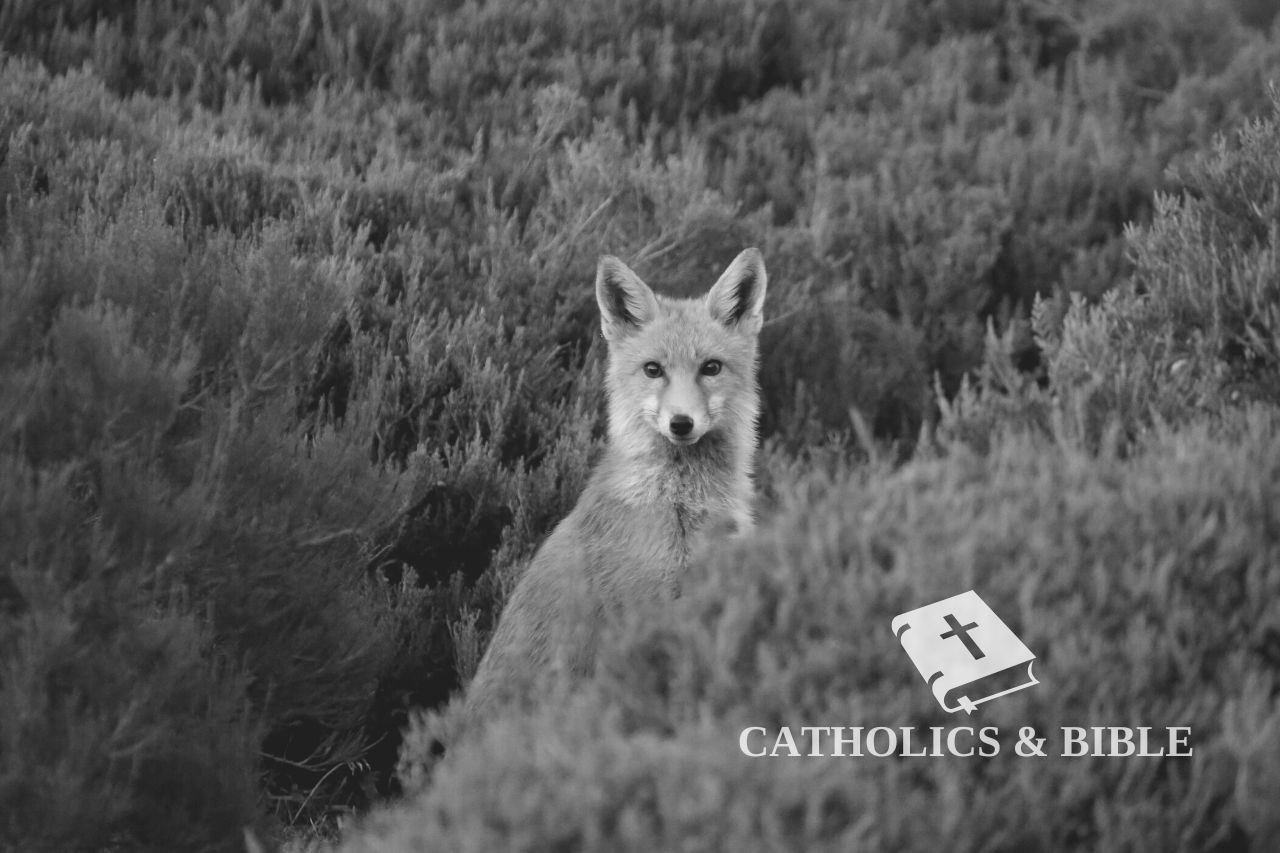 What Does A Fox Symbolize In The Bible? — Catholics & Bible