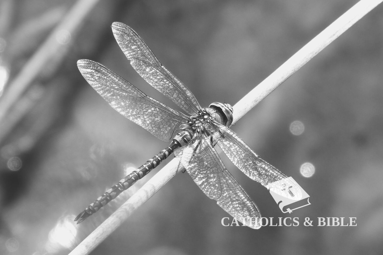 what does a dragonfly symbolize in the Bible